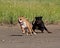 Rottweiler and American staffordshire terrier met