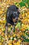 Rottweiler and autumn