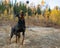 Rottweiler Autumn Fall Catch Ball