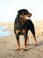 Rottweiler on the beach