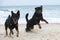 rottweiler and beauceron on the beach