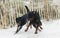 rottweiler and beauceron on the beach