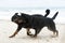 rottweiler and beauceron on the beach