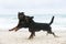 rottweiler and beauceron on the beach