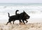 rottweiler and beauceron on the beach