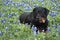 Rottweiler on a Bluebonnet Flowers