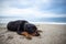 Rottweiler breed dog lies on the beach and listens to the sounds, waiting for the owner