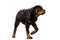 Rottweiler is a breed of domestic dog, regarded as medium-to-large or large. The dogs were known in German as Rottweiler Metzgerhu