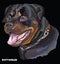 Rottweiler colorful vector portrait