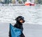 A Rottweiler in cool sunglasses sitting on a chair chilling by the sea