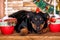 Rottweiler crossbreed puppy