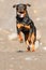 The Rottweiler Dog