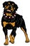 Rottweiler dog breed