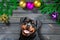 Rottweiler dog with Christmas Fir Tree On Wooden Background