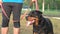 Rottweiler dog, close up shot. Handsome and alert.