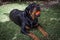 Rottweiler dog in the garden happy to have a ball in it\'s jaws