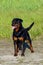 Rottweiler dog on the grass