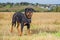 Rottweiler dog grass field