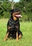 Rottweiler dog on green grass