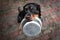 Rottweiler dog holding a food bowl in mouth