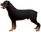 Rottweiler dog illustration