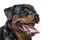 Rottweiler dog, isolated, close-up tongue poking out