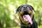 A Rottweiler dog with its mouth open and tongue out, panting heavily