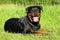 Rottweiler dog laying on nature