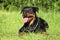 Rottweiler dog lying on green grass