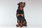 Rottweiler dog panting and looking up