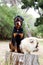 Rottweiler dog and a Pomeranian dog sitting on a log in the forest