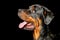 Rottweiler Dog Portrait