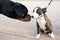 Rottweiler dog and puppy meeting each other