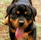 Rottweiler dog puppy pet portrait beautiful