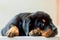 Rottweiler Dog Puppy Resting On The Table