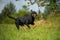 Rottweiler dog running in a meadow