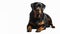 Rottweiler dog sad mood on isolated white background
