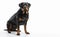 Rottweiler dog sad mood on isolated white background