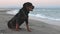 Rottweiler dog sits on the beach against the backdrop of the sea