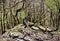 Rottweiler dog sitting on a rock cliff in the woods