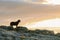 Rottweiler dog standing on top of mountain with view of forrest leading to the horizon