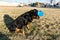 Rottweiler dog using a virtual reality headset at a park