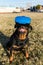 Rottweiler dog using a virtual reality headset at a park