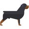 Rottweiler dog vector breed puppy animal icon
