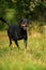 Rottweiler dog walking in a meadow