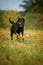 Rottweiler dog walking in a meadow