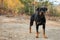 Rottweiler Fall Stand Autumn Dog