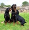 rottweiler family