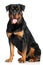 Rottweiler in front of white background