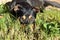 Rottweiler German Shepherd mix dog laying on grass in sunlight